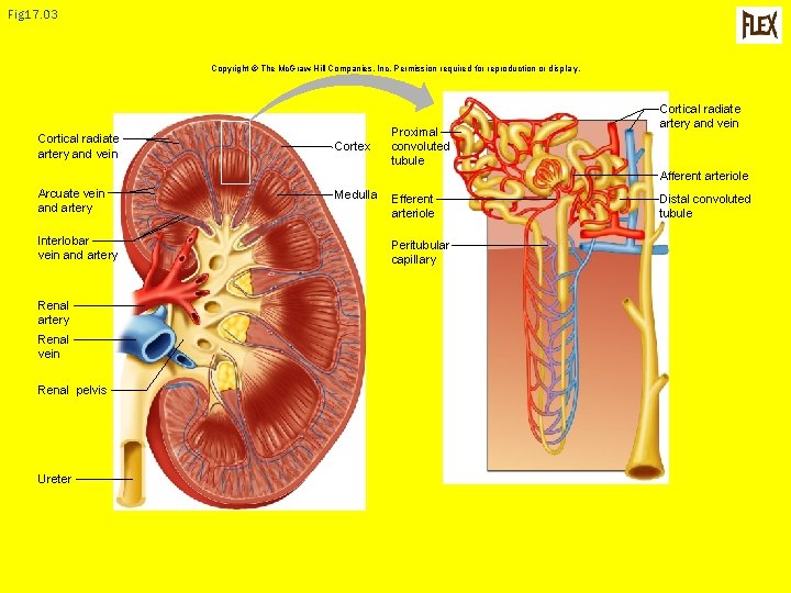 Fig 17. 03 Copyright © The Mc. Graw-Hill Companies, Inc. Permission required for reproduction
