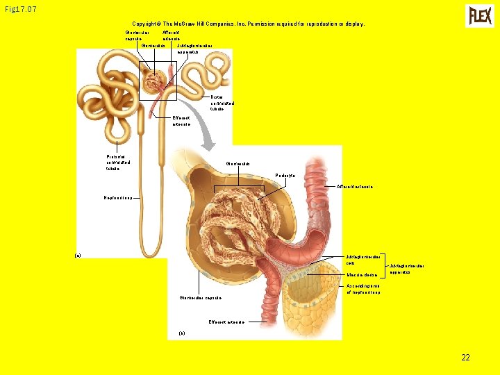 Fig 17. 07 Copyright © The Mc. Graw-Hill Companies, Inc. Permission required for reproduction