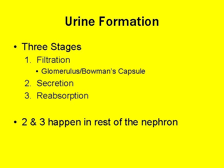 Urine Formation • Three Stages 1. Filtration • Glomerulus/Bowman’s Capsule 2. Secretion 3. Reabsorption