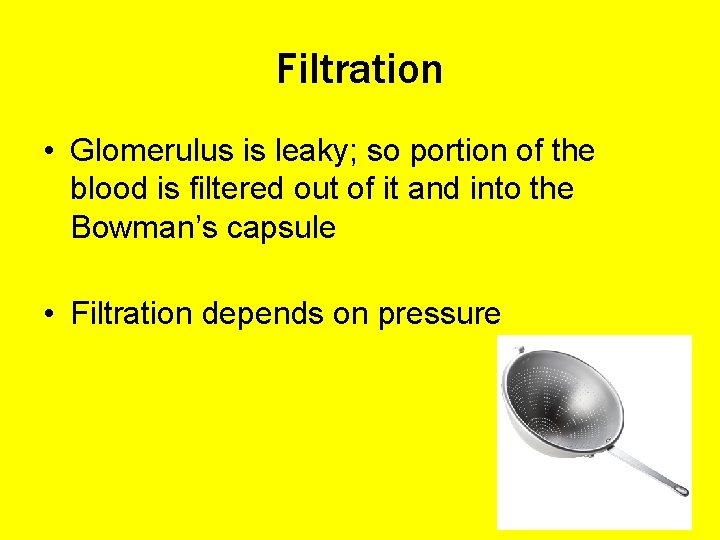 Filtration • Glomerulus is leaky; so portion of the blood is filtered out of