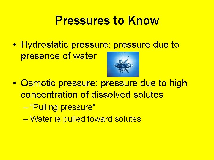 Pressures to Know • Hydrostatic pressure: pressure due to presence of water • Osmotic
