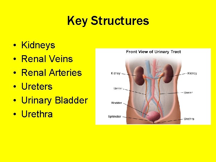 Key Structures • • • Kidneys Renal Veins Renal Arteries Ureters Urinary Bladder Urethra