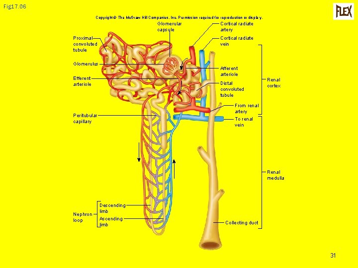Fig 17. 06 Copyright © The Mc. Graw-Hill Companies, Inc. Permission required for reproduction