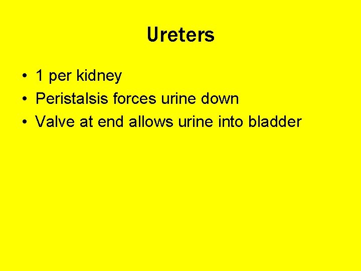 Ureters • 1 per kidney • Peristalsis forces urine down • Valve at end