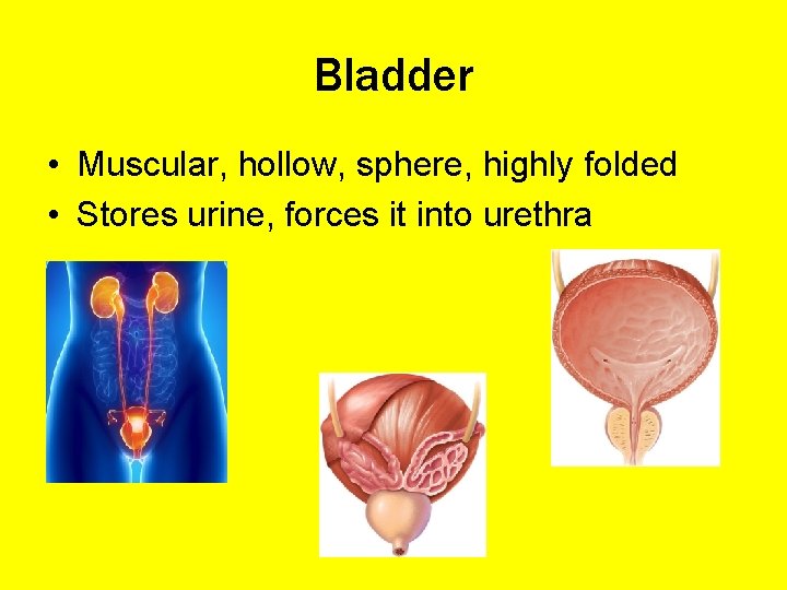 Bladder • Muscular, hollow, sphere, highly folded • Stores urine, forces it into urethra
