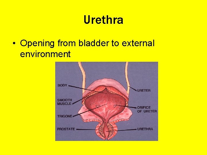 Urethra • Opening from bladder to external environment 