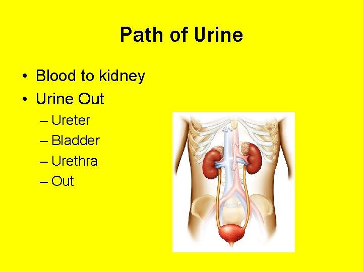 Path of Urine • Blood to kidney • Urine Out – Ureter – Bladder