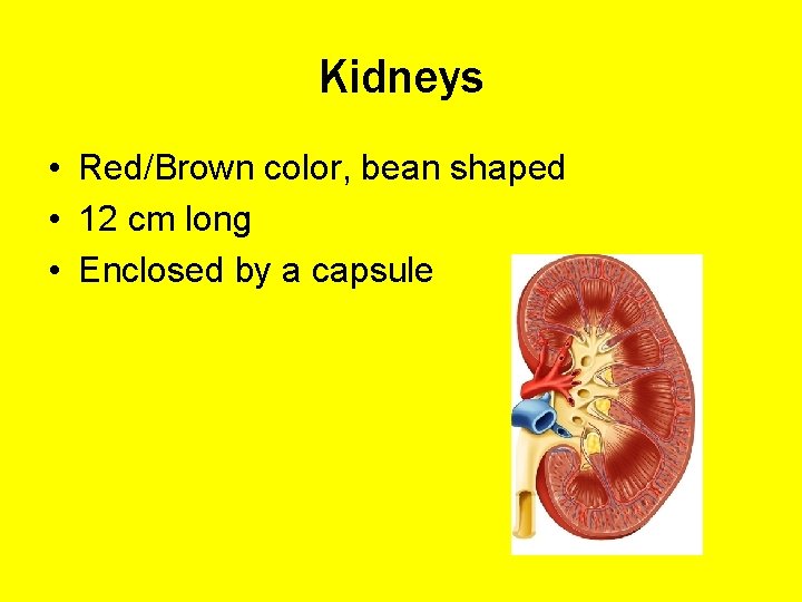 Kidneys • Red/Brown color, bean shaped • 12 cm long • Enclosed by a