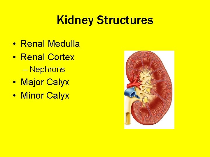 Kidney Structures • Renal Medulla • Renal Cortex – Nephrons • Major Calyx •