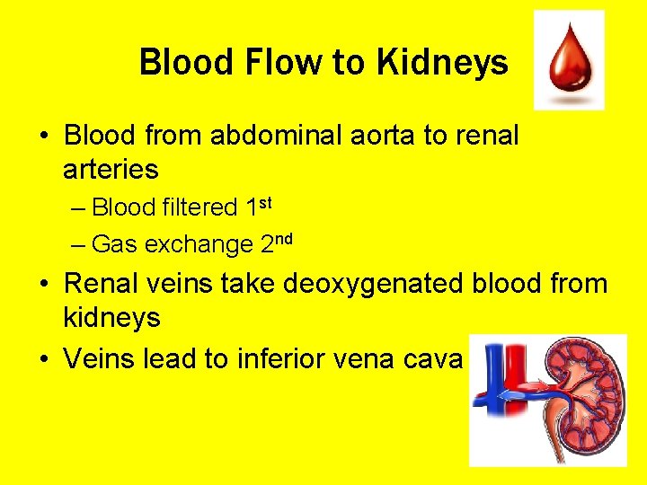 Blood Flow to Kidneys • Blood from abdominal aorta to renal arteries – Blood