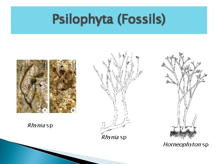 Psilophyta (Fossils) Rhynia sp Horneophyton sp 