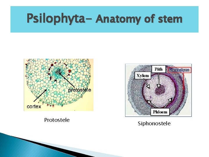 Psilophyta- Anatomy of stem Protostele Siphonostele 
