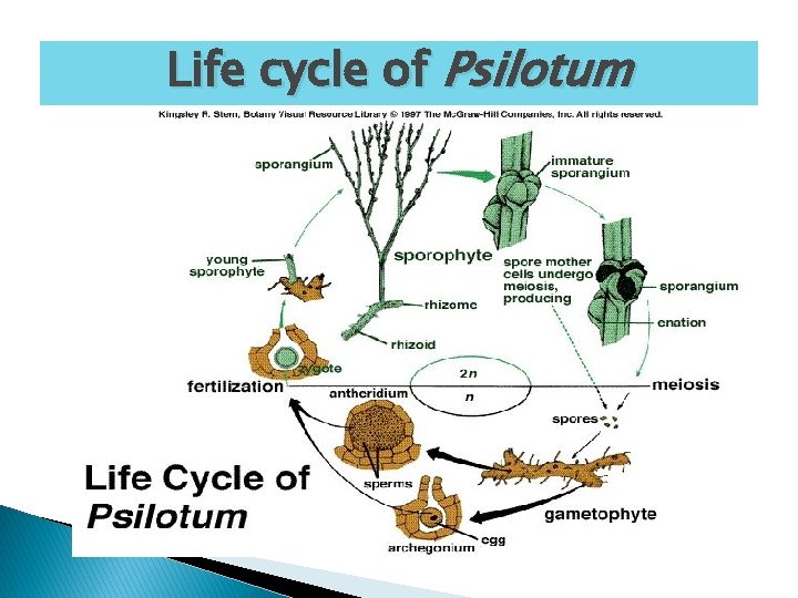 Life cycle of Psilotum 