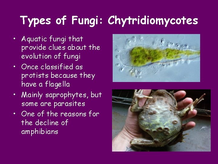 Types of Fungi: Chytridiomycotes • Aquatic fungi that provide clues about the evolution of