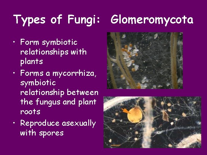 Types of Fungi: Glomeromycota • Form symbiotic relationships with plants • Forms a mycorrhiza,