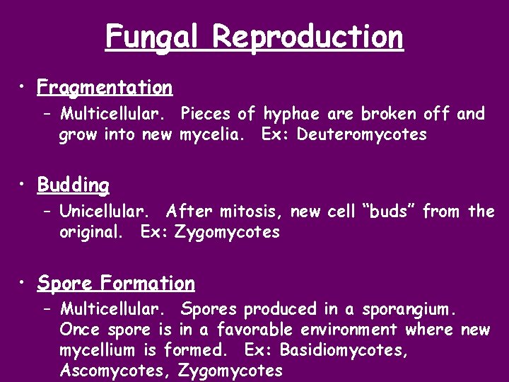 Fungal Reproduction • Fragmentation – Multicellular. Pieces of hyphae are broken off and grow