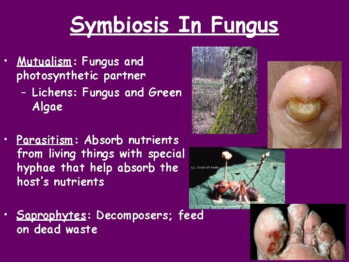 Symbiosis In Fungus • Mutualism: Fungus and photosynthetic partner – Lichens: Fungus and Green