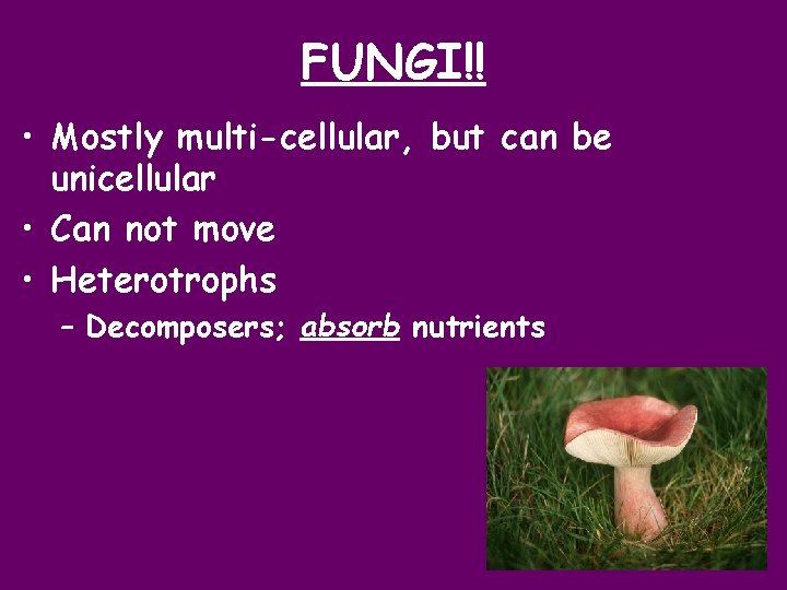 FUNGI!! • Mostly multi-cellular, but can be unicellular • Can not move • Heterotrophs