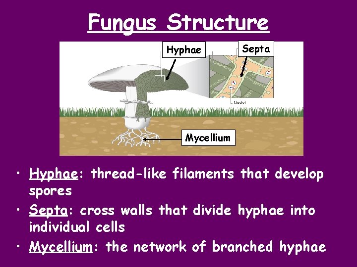 Fungus Structure Hyphae Septa Mycellium • Hyphae: thread-like filaments that develop spores • Septa: