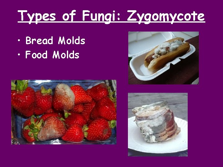 Types of Fungi: Zygomycote • Bread Molds • Food Molds 