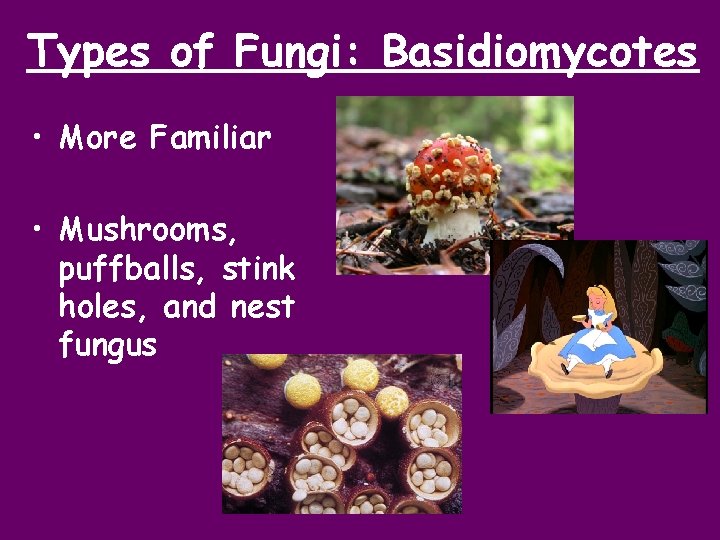 Types of Fungi: Basidiomycotes • More Familiar • Mushrooms, puffballs, stink holes, and nest