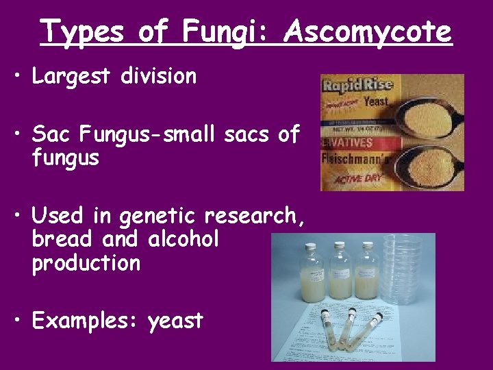 Types of Fungi: Ascomycote • Largest division • Sac Fungus-small sacs of fungus •