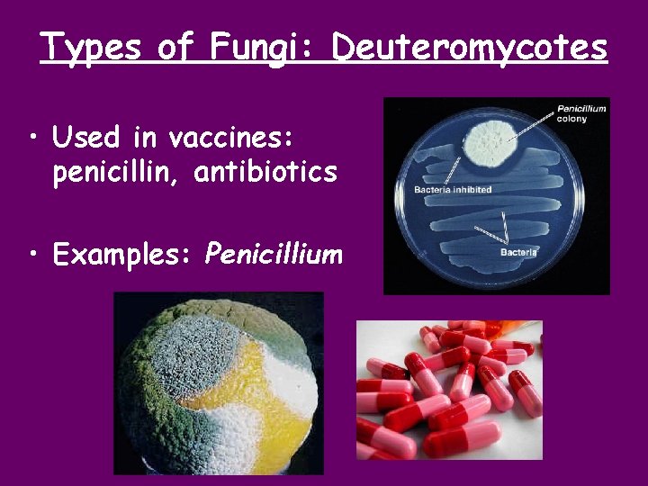 Types of Fungi: Deuteromycotes • Used in vaccines: penicillin, antibiotics • Examples: Penicillium 