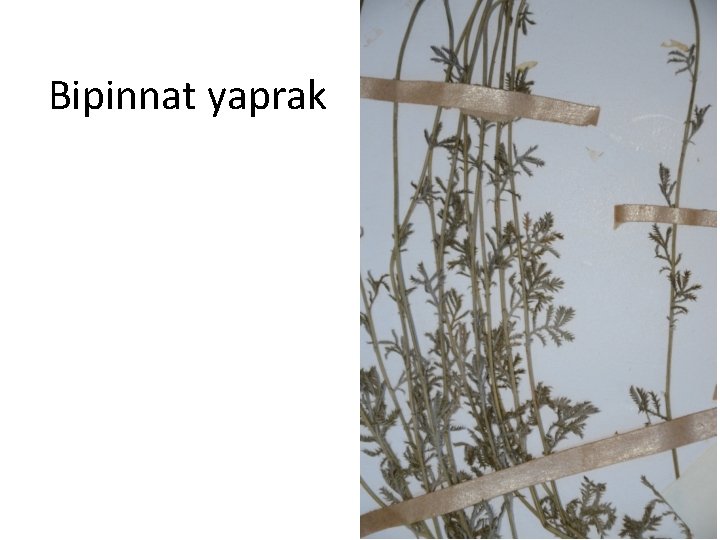 Bipinnat yaprak 