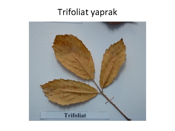 Trifoliat yaprak 