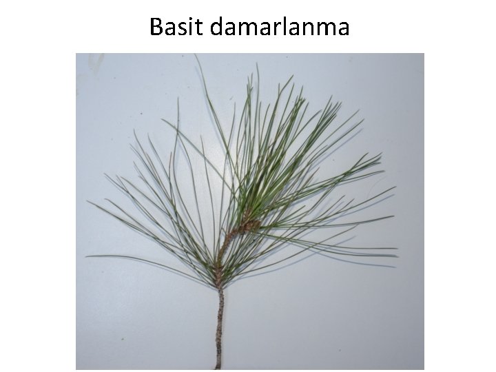 Basit damarlanma 