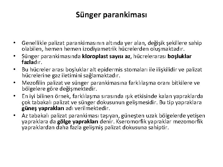 Sünger parankiması • Genellikle palizat parankimasının altında yer alan, değişik şekillere sahip olabilen, hemen