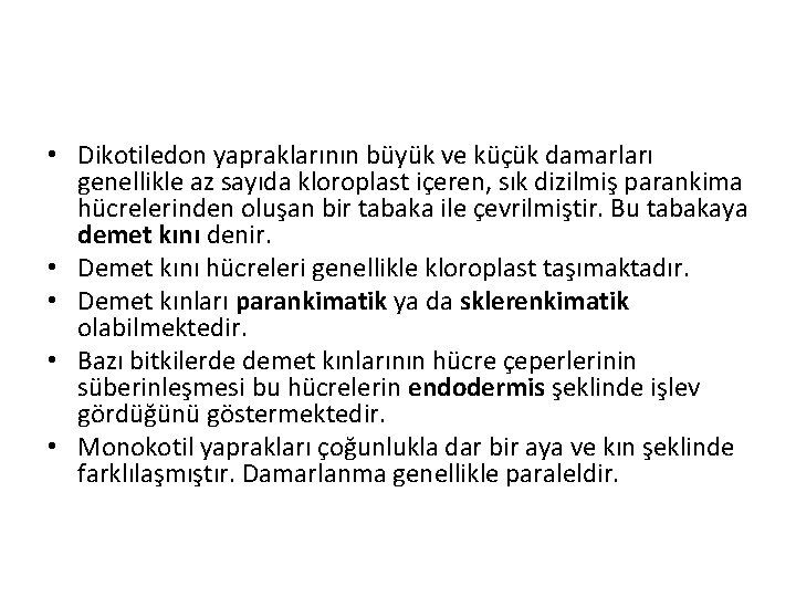  • Dikotiledon yapraklarının büyük ve küçük damarları genellikle az sayıda kloroplast içeren, sık