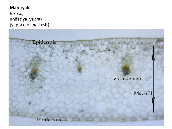 Materyal: Iris sp. , unifasiyal yaprak (yaprak, enine kesit) 