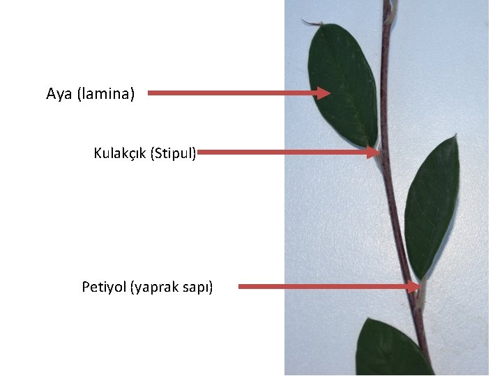 Aya (lamina) Kulakçık (Stipul) Petiyol (yaprak sapı) 