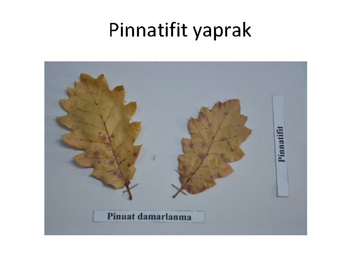 Pinnatifit yaprak 