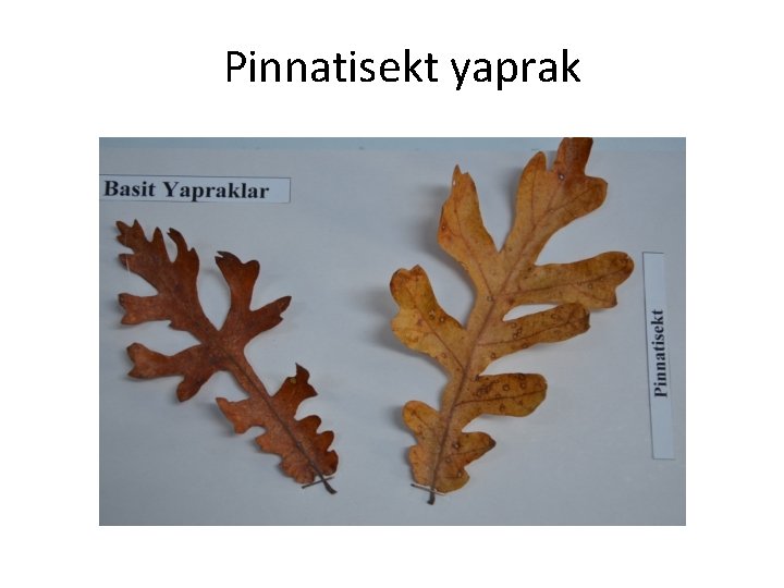 Pinnatisekt yaprak 