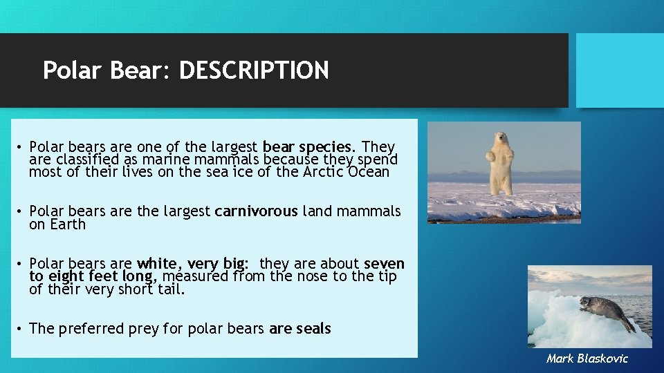 Polar Bear: DESCRIPTION • Polar bears are one of the largest bear species. They