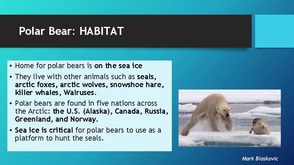 Polar Bear: HABITAT • Home for polar bears is on the sea ice •