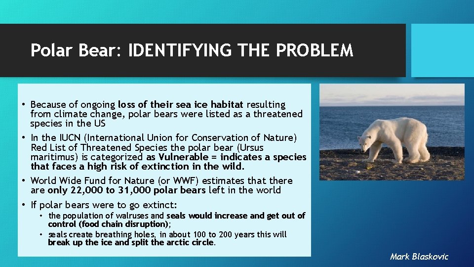 Polar Bear: IDENTIFYING THE PROBLEM • Because of ongoing loss of their sea ice