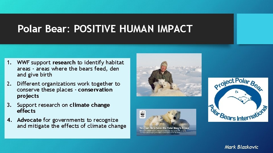 Polar Bear: POSITIVE HUMAN IMPACT 1. WWF support research to identify habitat areas -