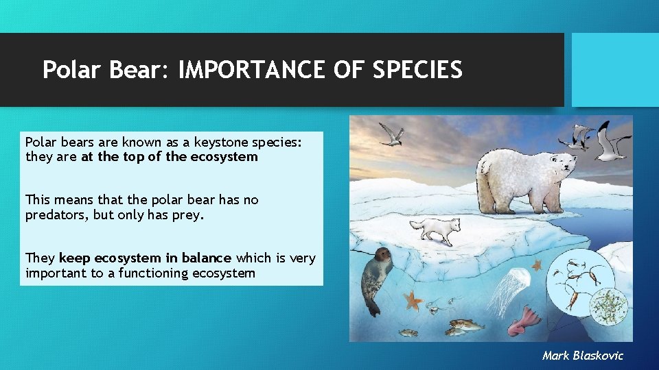 Polar Bear: IMPORTANCE OF SPECIES Polar bears are known as a keystone species: they