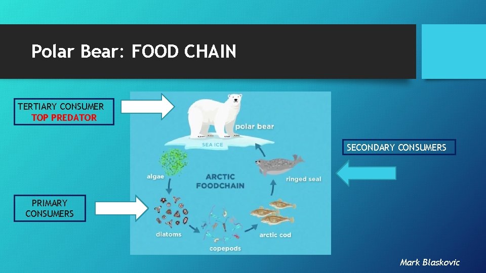 Polar Bear: FOOD CHAIN TERTIARY CONSUMER TOP PREDATOR SECONDARY CONSUMERS PRIMARY CONSUMERS Mark Blaskovic