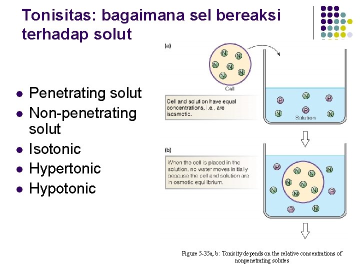 Tonisitas: bagaimana sel bereaksi terhadap solut l l l Penetrating solut Non-penetrating solut Isotonic