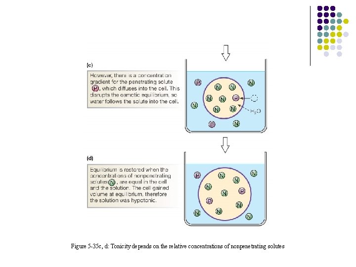 Figure 5 -35 c, d: Tonicity depends on the relative concentrations of nonpenetrating solutes