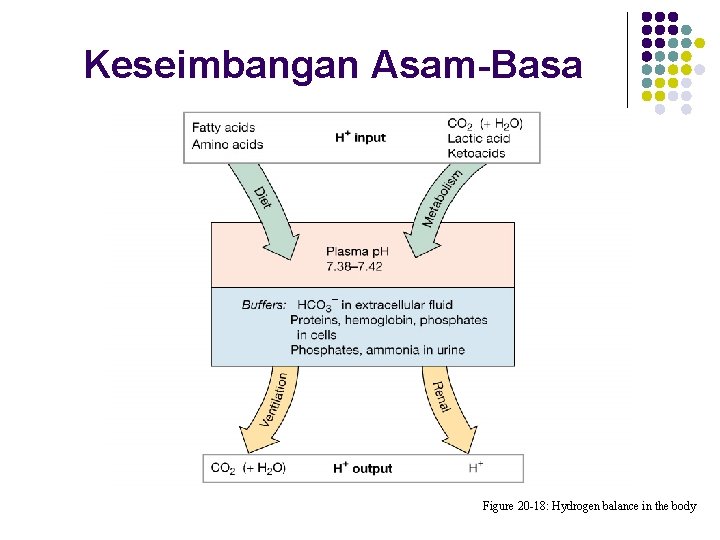 Keseimbangan Asam-Basa Figure 20 -18: Hydrogen balance in the body 