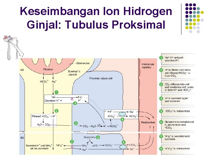 Keseimbangan Ion Hidrogen Ginjal: Tubulus Proksimal 