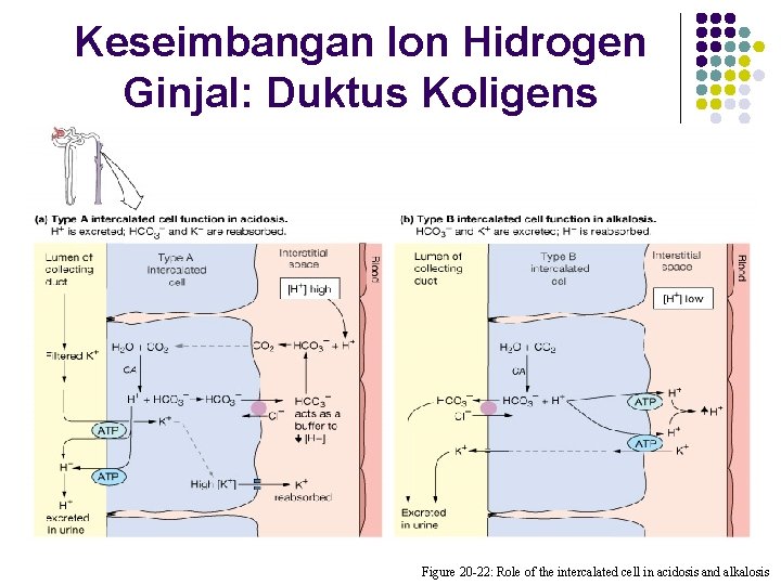 Keseimbangan Ion Hidrogen Ginjal: Duktus Koligens Figure 20 -22: Role of the intercalated cell