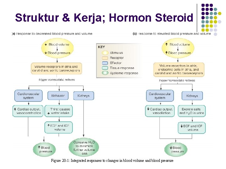 Struktur & Kerja; Hormon Steroid Figure 20 -1: Integrated responses to changes in blood