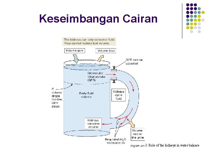Keseimbangan Cairan Figure 20 -3: Role of the kidneys in water balance 