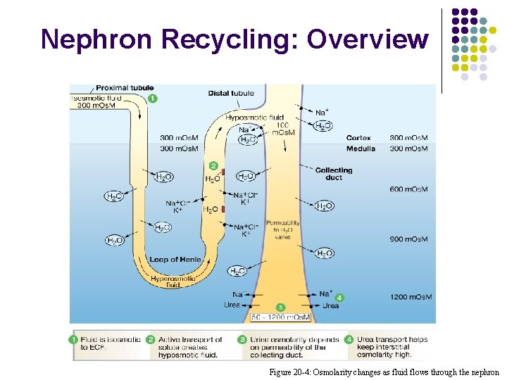 Nephron Recycling: Overview Figure 20 -4: Osmolarity changes as fluid flows through the nephron